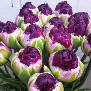 Тюльпан Анаконда купить по цене от 450р. в интернет-магазине «Посадика» с доставкой почтой в в Морозовске и по всей России – [изображение №1].