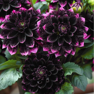 Георгин Лаванда Лейс купить по цене от 679р. в интернет-магазине «Посадика» с доставкой почтой в в Морозовске и по всей России – [изображение №1].