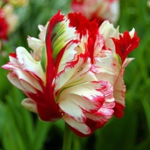 Тюльпан Эстелла Рижнвельд купить по цене от 500р. в интернет-магазине «Посадика» с доставкой почтой в в Морозовске и по всей России – [изображение №1].