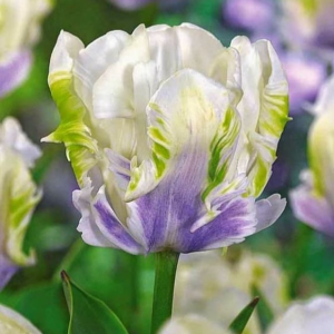 Тюльпан Уайт Лизарт купить по цене от 360р. в интернет-магазине «Посадика» с доставкой почтой в в Морозовске и по всей России – [изображение №1].