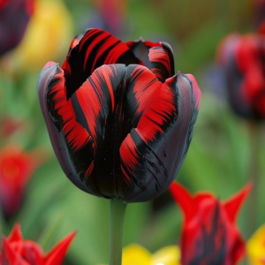 Тюльпан Блэк Перрот купить по цене от 351р. в интернет-магазине «Посадика» с доставкой почтой в в Морозовске и по всей России – [изображение №1].