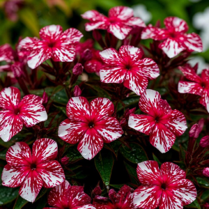 Флокс Ливер Гриммер купить по цене от 590р. в интернет-магазине «Посадика» с доставкой почтой в в Морозовске и по всей России – [изображение №1].