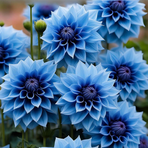 Георгин Вижапе купить по цене от 699р. в интернет-магазине «Посадика» с доставкой почтой в в Морозовске и по всей России – [изображение №1].