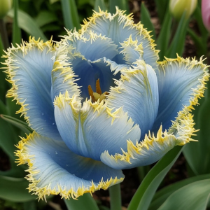 Тюльпан Махровый Амплуа купить по цене от 199р. в интернет-магазине «Посадика» с доставкой почтой в в Морозовске и по всей России – [изображение №1].