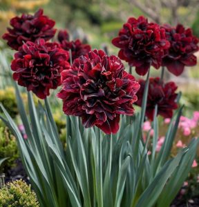 Нарцисс Малиновая Вуаль купить по цене от 3000р. в интернет-магазине «Посадика» с доставкой почтой в в Морозовске и по всей России – [изображение №1].