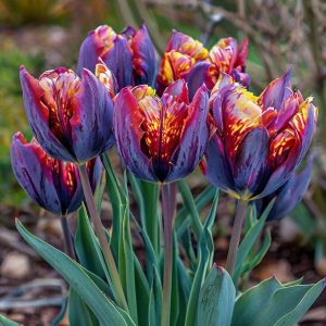 Тюльпан Опал Дрим купить по цене от 207р. в интернет-магазине «Посадика» с доставкой почтой в в Морозовске и по всей России – [изображение №1].