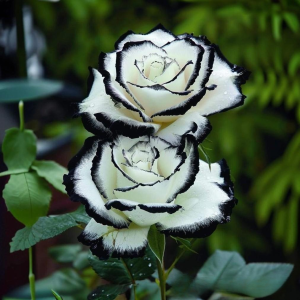 Роза Силк Ивин купить по цене от 319р. в интернет-магазине «Посадика» с доставкой почтой в в Морозовске и по всей России – [изображение №1].