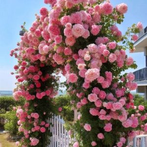 Роза Пастель Розе купить по цене от 605р. в интернет-магазине «Посадика» с доставкой почтой в в Морозовске и по всей России – [изображение №1].