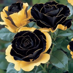 Роза Ханни Сикл купить по цене от 700р. в интернет-магазине «Посадика» с доставкой почтой в в Морозовске и по всей России – [изображение №1].