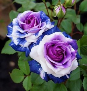 Роза Айвори Каскад купить по цене от 420р. в интернет-магазине «Посадика» с доставкой почтой в в Морозовске и по всей России – [изображение №1].