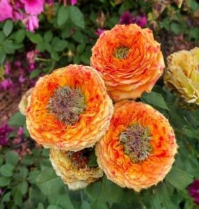 Роза Золотой Мираж купить по цене от 420р. в интернет-магазине «Посадика» с доставкой почтой в в Морозовске и по всей России – [изображение №1].