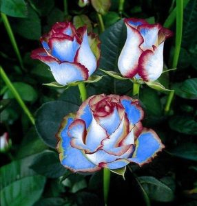 Роза Сафайер Пэтл купить по цене от 450р. в интернет-магазине «Посадика» с доставкой почтой в в Морозовске и по всей России – [изображение №1].